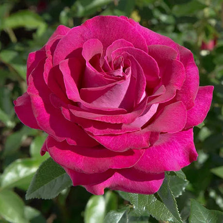 Stiletto™ Rose with pink blooms in a nursery pot