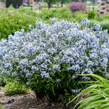 'Storm Cloud' Amsonia tabernaemontana | Proven Winners®