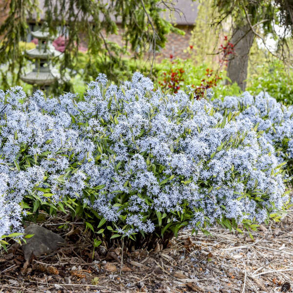 'Storm Cloud' Amsonia tabernaemontana | Proven Winners®