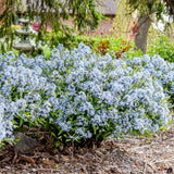 'Storm Cloud' Amsonia tabernaemontana | Proven Winners®