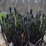 'Storm Cloud' Amsonia tabernaemontana | Proven Winners®