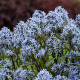 'Storm Cloud' Amsonia tabernaemontana | Proven Winners®