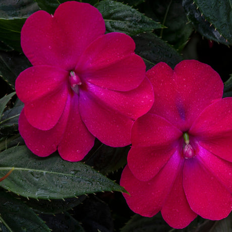 SunPatiens Compact Rose Glow impatiens with pink blooms in pot