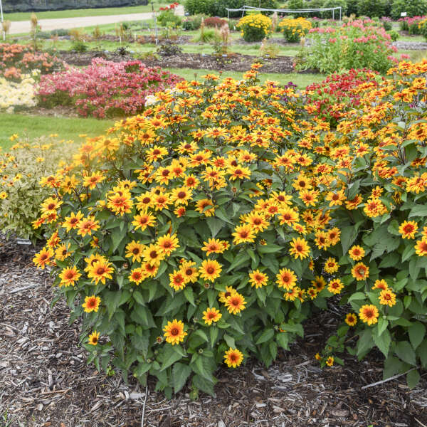 'Sundial' Heliopsis helianthoides | Creekside Champions™