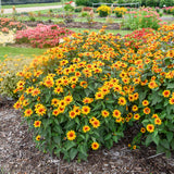 'Sundial' Heliopsis helianthoides | Creekside Champions™