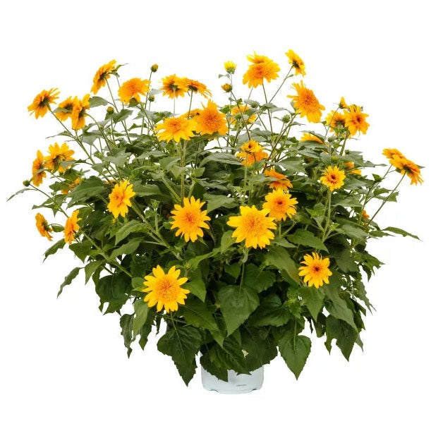 Sunfinity® Double Yellow Sunflower | Creekside Champions