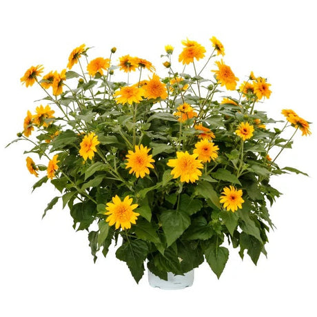 Double yellow Sunfinity sunflower in a pot