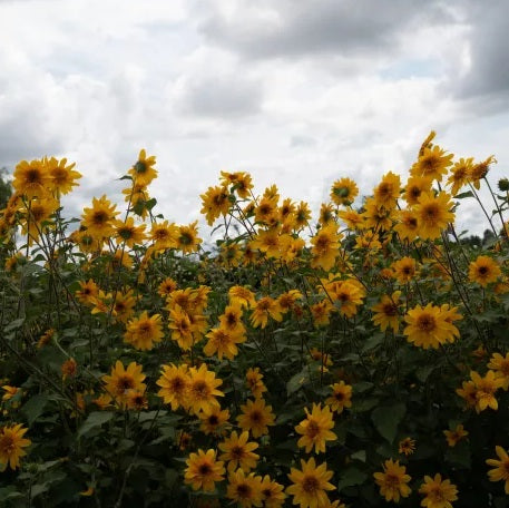 Sunfinity® Double Yellow Sunflower | Creekside Champions