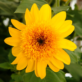 Double yellow Sunfinity sunflower in a pot