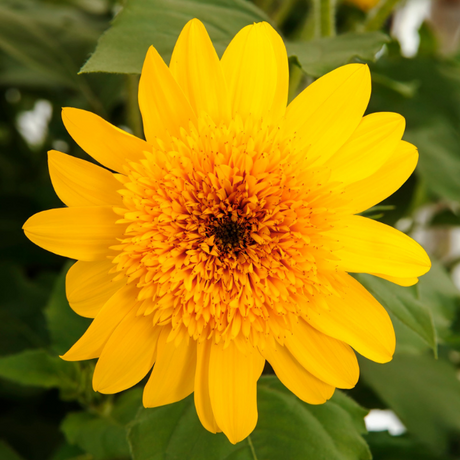 Double yellow Sunfinity sunflower in a pot