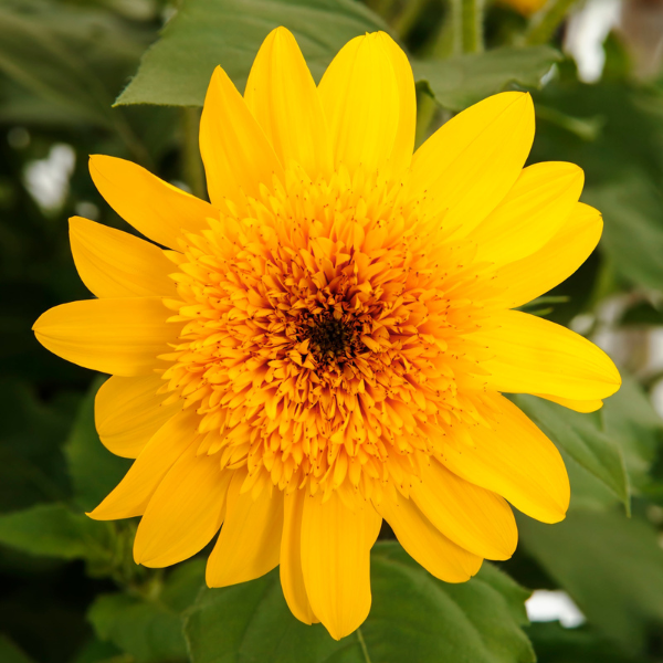 Sunfinity® Double Yellow Sunflower | Creekside Champions