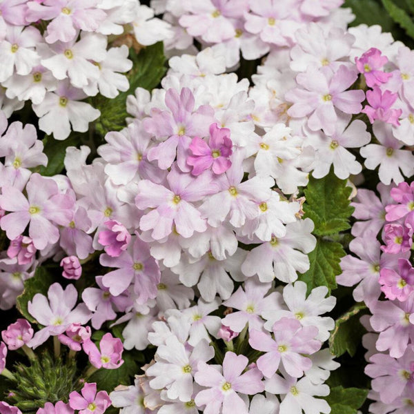 Verbena | Superbena Pink Cashmere