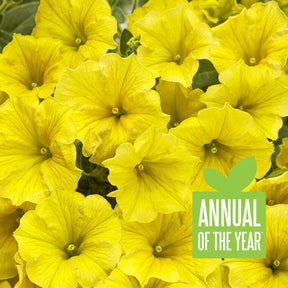 Supertunia Mini Vista Yellow petunia in a nursery pot