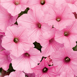 Supertunia Vista Bubblegum petunia in a pot with pink blooms