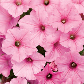 Supertunia Vista Bubblegum petunia in a pot with pink blooms
