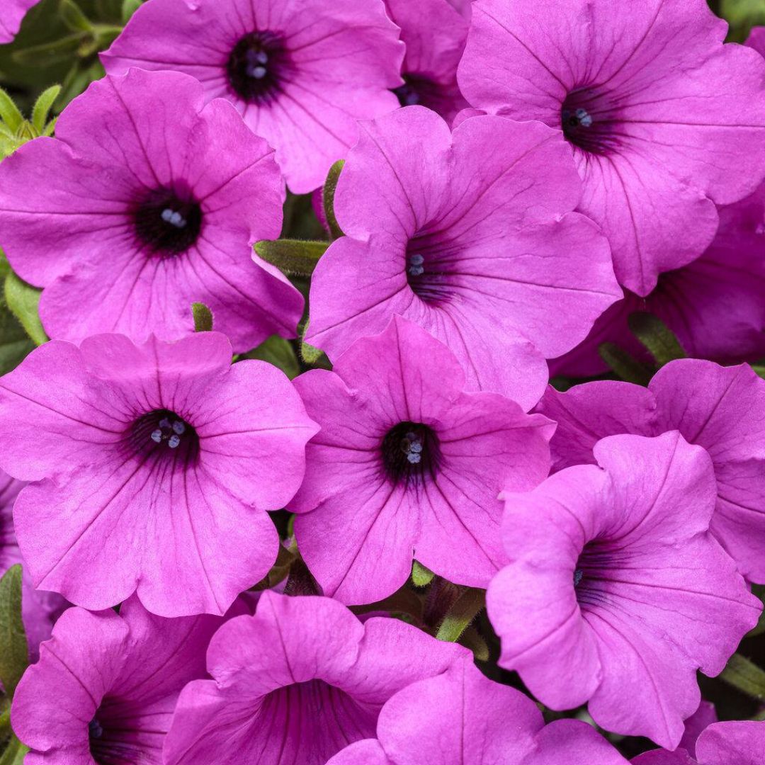 Supertunia Vista Jazzberry petunia in a nursery pot