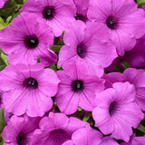 Supertunia Vista Jazzberry petunia in a nursery pot