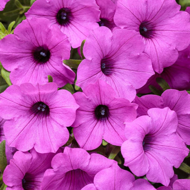 Supertunia Vista Jazzberry petunia in a nursery pot