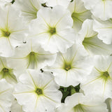 White petunia flowers in a hanging basket with green foliage