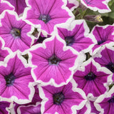Supertunia Hoopla Vivid Orchid petunia with purple blooms in pot