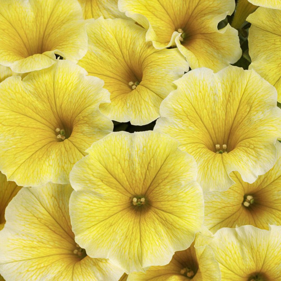 Supertunia® Saffron Finch™ Petunia | Proven Winners® – Creekside