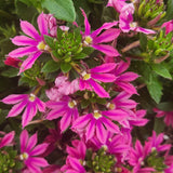 Surdiva Fashion Pink scaevola in a nursery pot