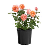 Sweet Mademoiselle rose with pink blooms in a pot