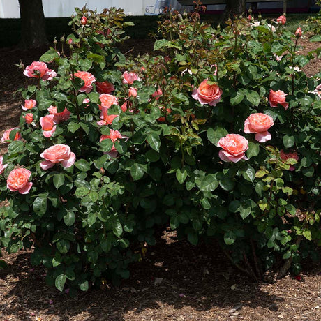 Sweet Mademoiselle rose blooming in a nursery pot