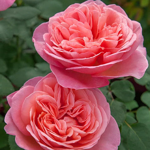 Sweet Mademoiselle rose with pink blooms in a pot