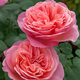 Sweet Mademoiselle rose with pink blooms in a pot