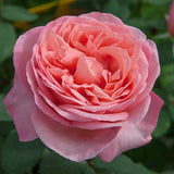 Sweet Mademoiselle rose in bloom in a nursery pot