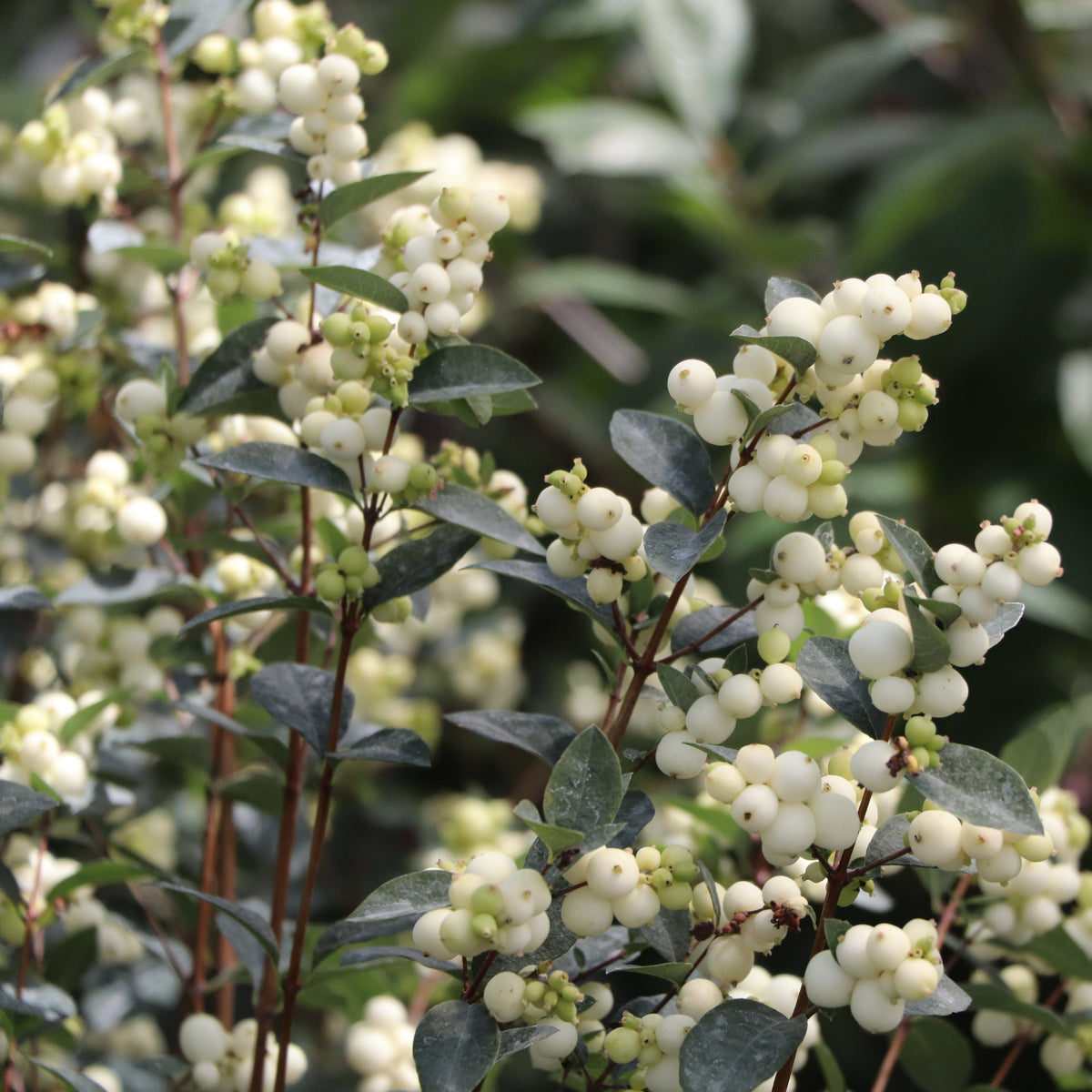 PROUD BERRY Pearl shrub in a container with green foliage