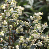 PROUD BERRY Pearl shrub in a container with green foliage