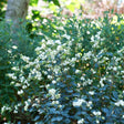 PROUD BERRY Pearl plant in a pot with glossy green leaves