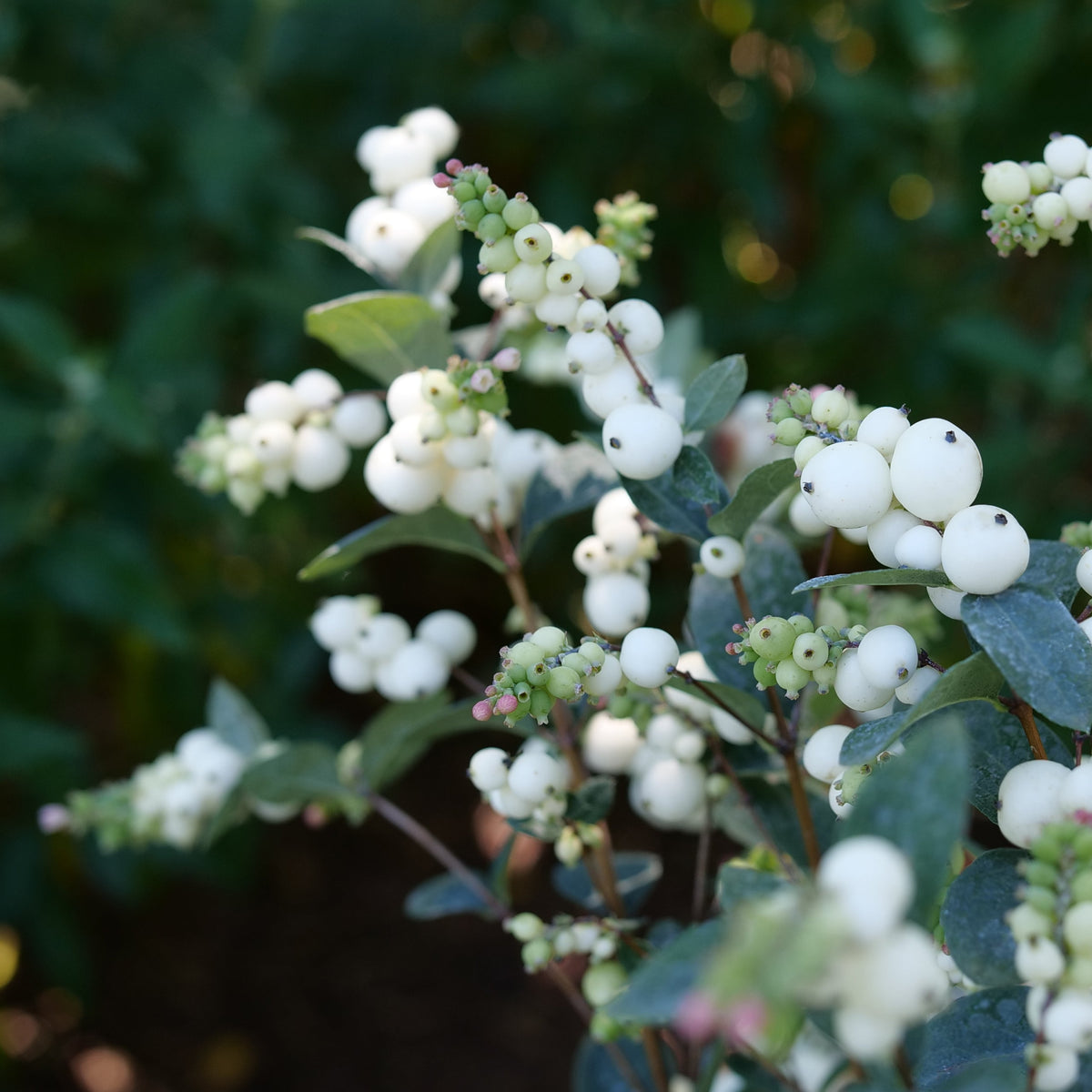 Proud Berry Pearl shrub in a pot with dark green leaves
