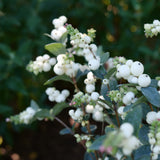 Proud Berry Pearl shrub in a pot with dark green leaves