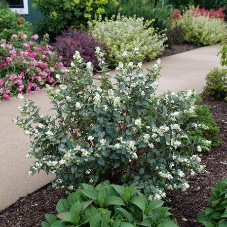 Proud Berry pearl plant with glossy berries in a pot