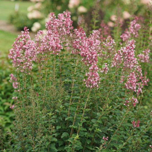 Blooming Bloomerang Ballet lilac in a nursery pot