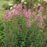Blooming Bloomerang Ballet lilac in a nursery pot
