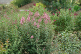 Bloomerang Ballet reblooming lilac in bloom, potted plant