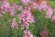 Bloomerang Ballet lilac with purple flower clusters in a pot