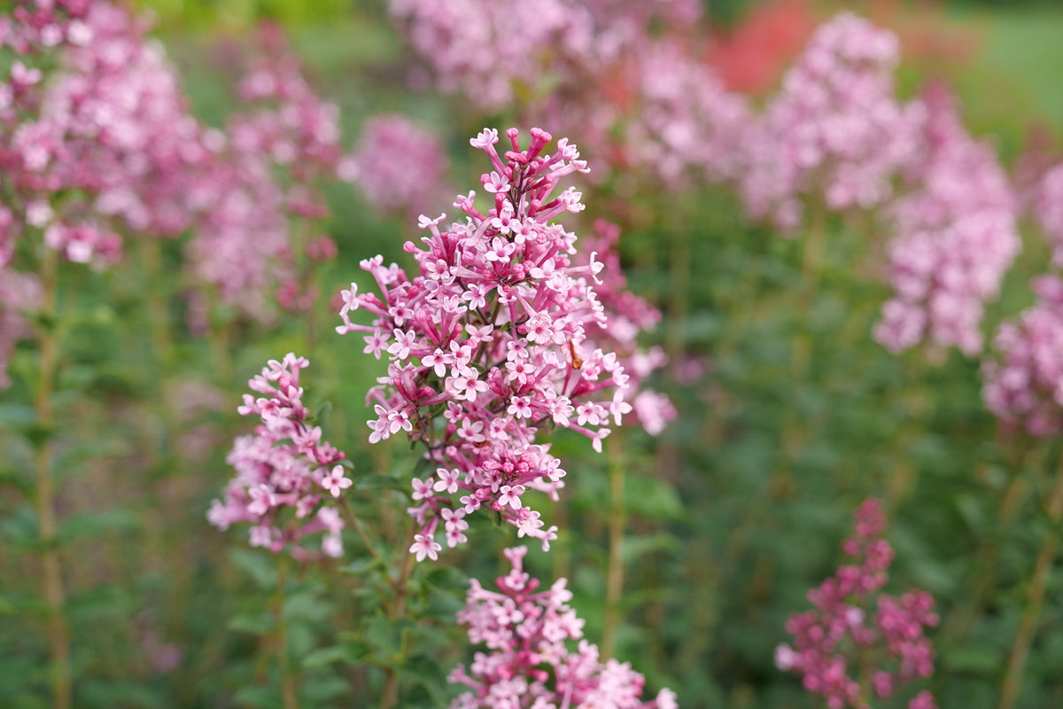 Bloomerang Ballet lilac with purple flower clusters in a pot