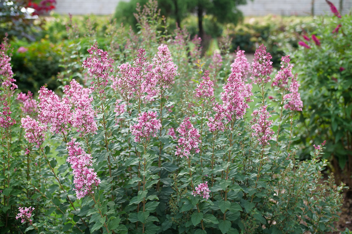 Blooming Bloomerang Ballet lilac with purple flowers