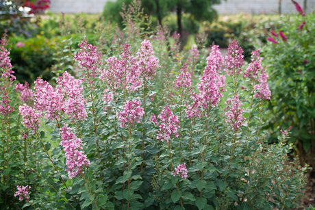 Blooming Bloomerang Ballet lilac with purple flowers