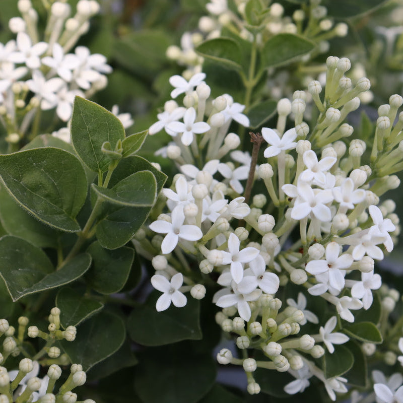 Proven Winners Bloomerang Showmound Lilac