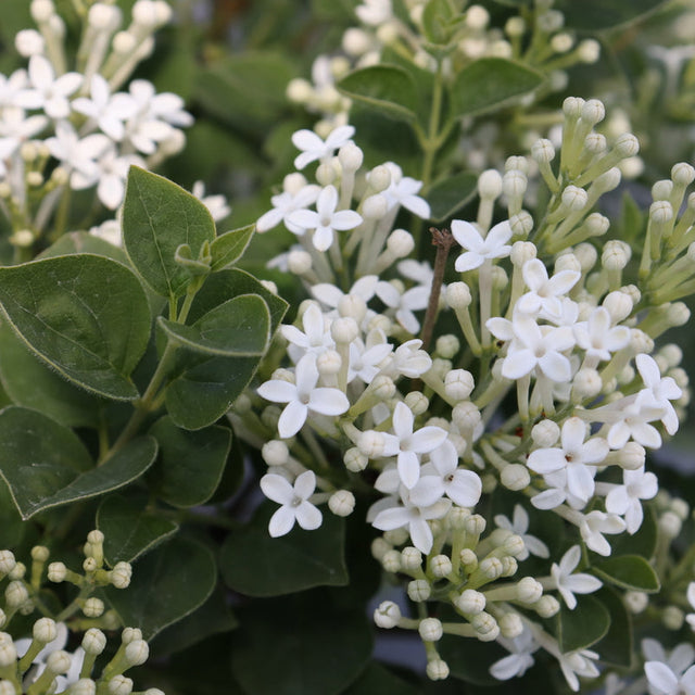 Bloomerang Showmound reblooming lilac in bloom in a pot