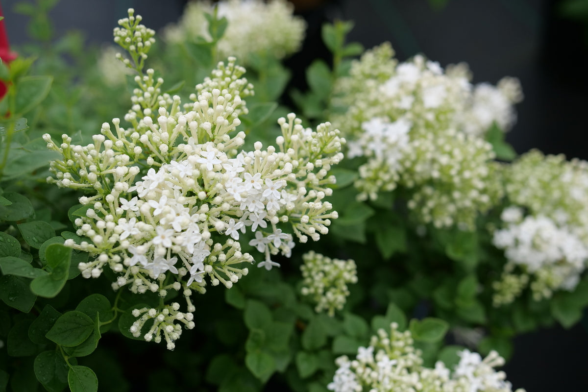 Proven Winners Bloomerang Showmound Lilac - Thumbnail 3