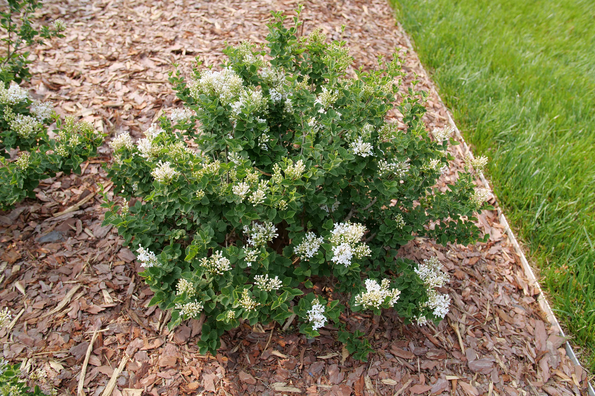 Proven Winners Bloomerang Showmound Lilac - Thumbnail 4