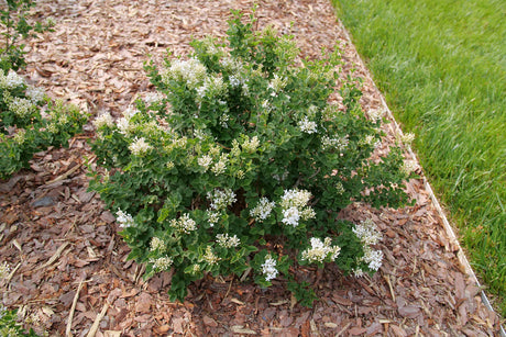 Bloomerang Showmound reblooming lilac in a nursery pot