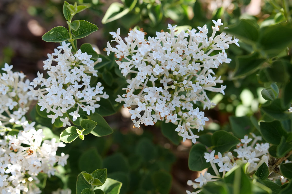 Proven Winners Bloomerang Showmound Lilac - Thumbnail 2